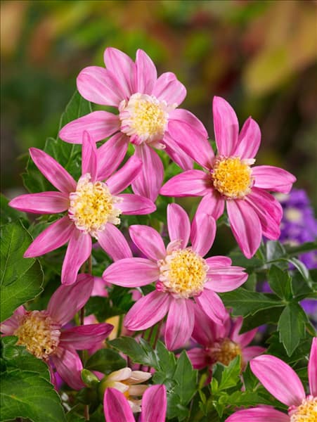 Dahlia Anemon Siemen Doorenbosch