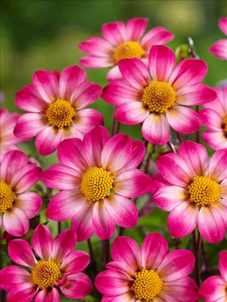 Dahlia Anemon Tiny Florart