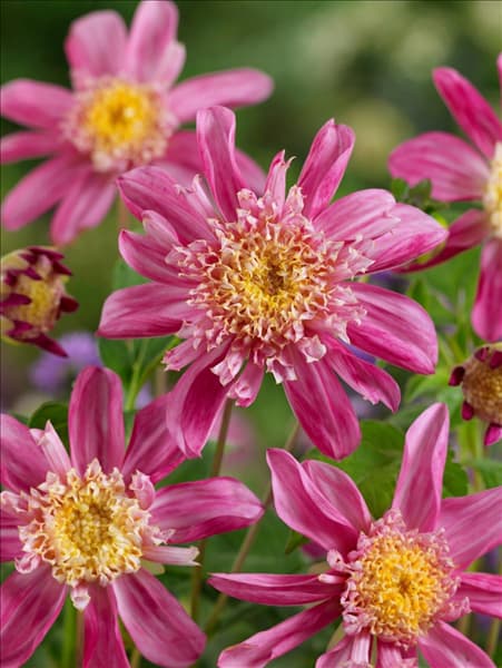 Dahlia Anemon Siemen Doorenbosch