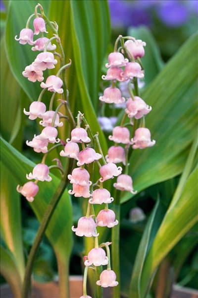 Convallaria majalis 'Rosea'