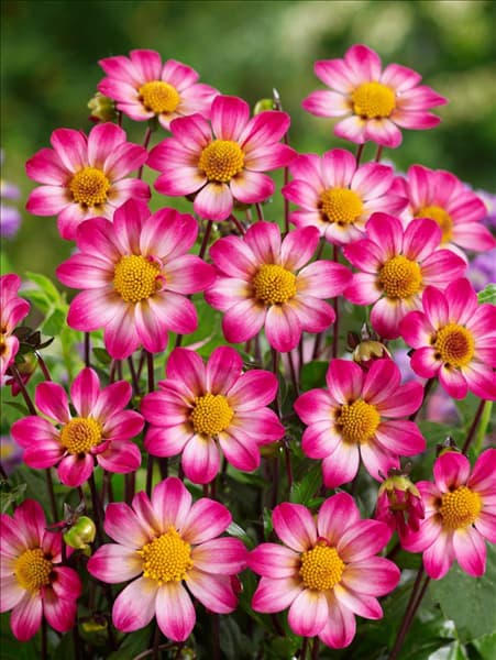 Dahlia Anemon Tiny Florart