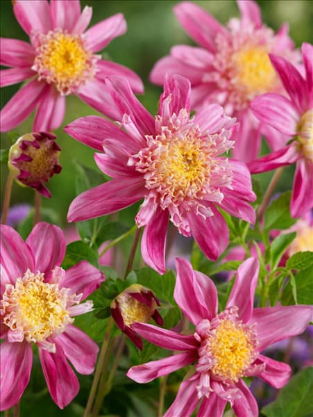Dahlia Anemon Siemen Doorenbosch