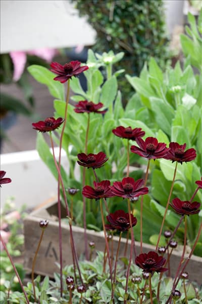 Cosmos atrosanguineus Chocolate