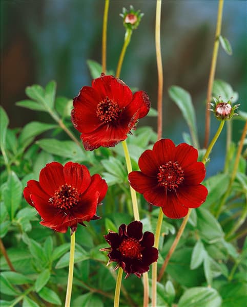 Cosmos atrosanguineus Chocolate