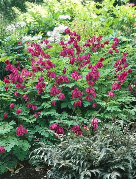 Dicentra formosa Adrian Bloom