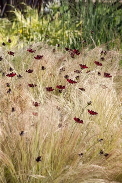 Cosmos atrosanguineus Chocolate