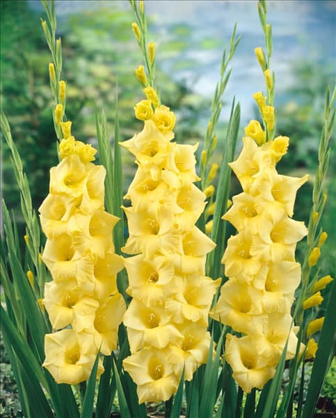 Gladiolus Cha-Cha