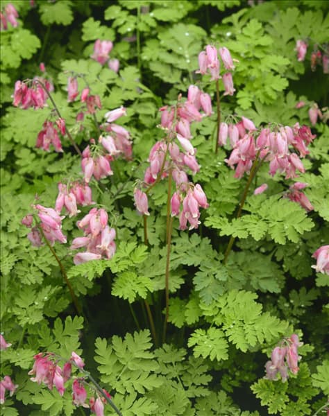Dicentra formosa Spring Gold ®