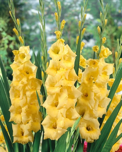 Gladiolus Cha Cha