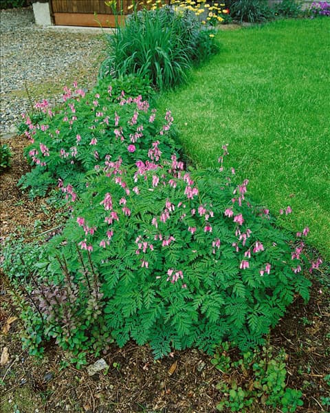 Dicentra formosa