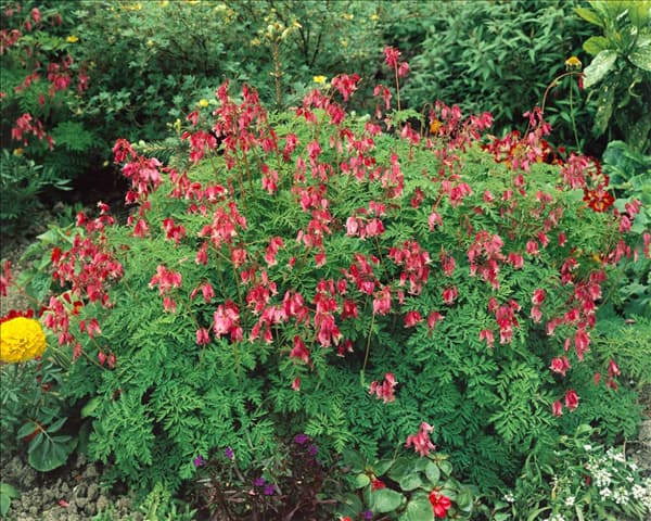 DICENTRA FORMOSA