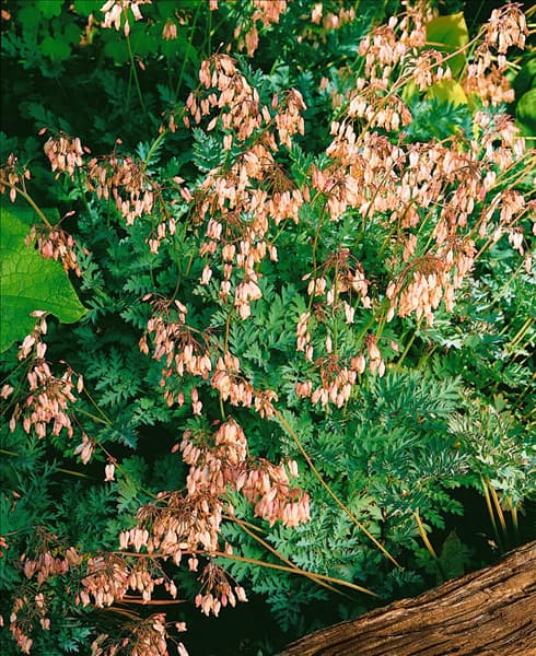 Dicentra formosa Margery Fish