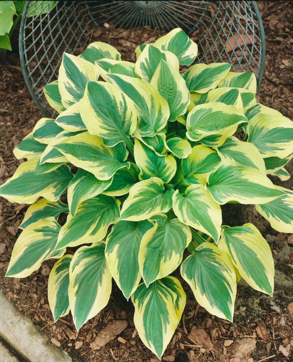 HOSTA WIDE BRIM
