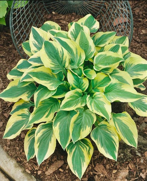 HOSTA WIDE BRIM