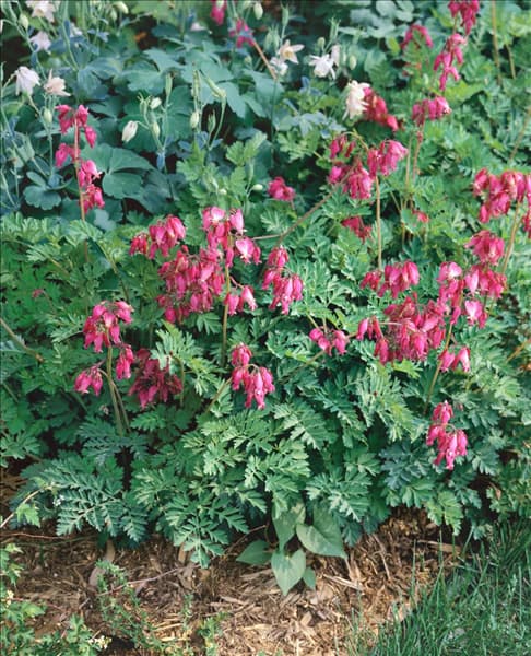 DICENTRA FORMOSA LUXURIANT
