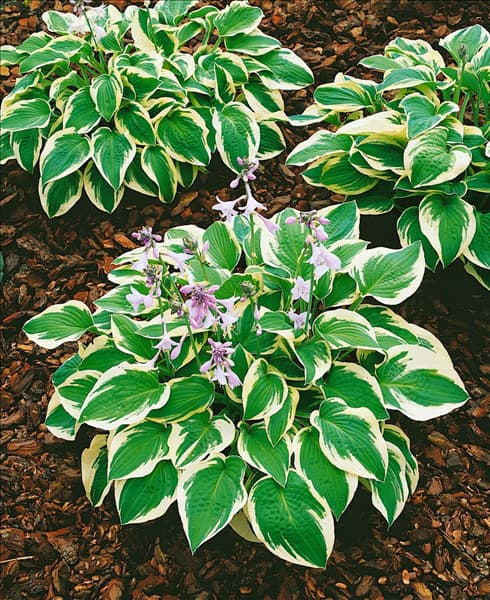 HOSTA WIDE BRIM