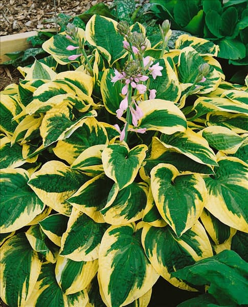HOSTA WIDE BRIM
