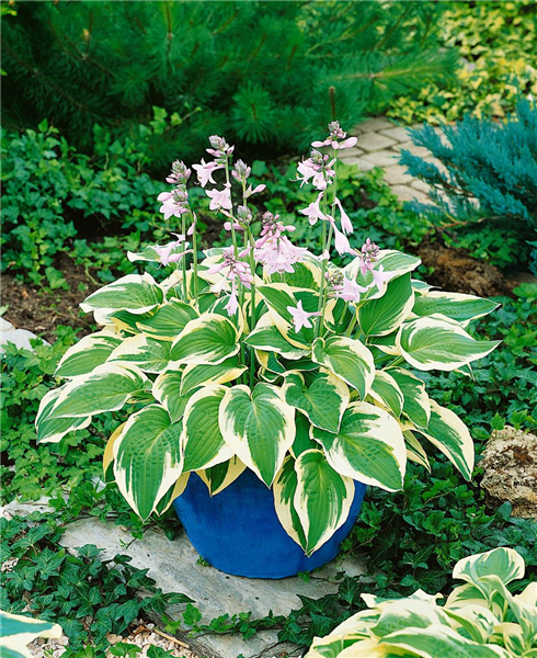 HOSTA WIDE BRIM