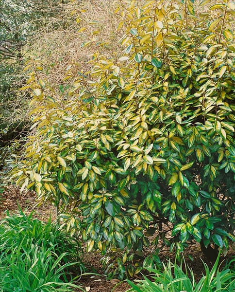 Elaeagnus x ebbingei 'Limelight'