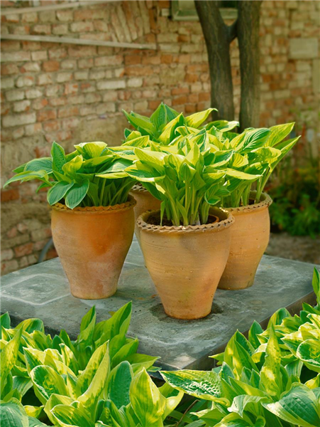 Hosta Wide Brim in pot
