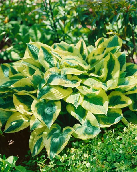 HOSTA WIDE BRIM