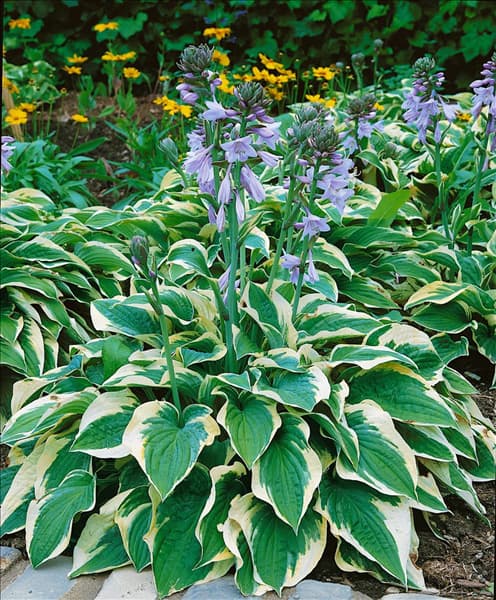 HOSTA WIDE BRIM