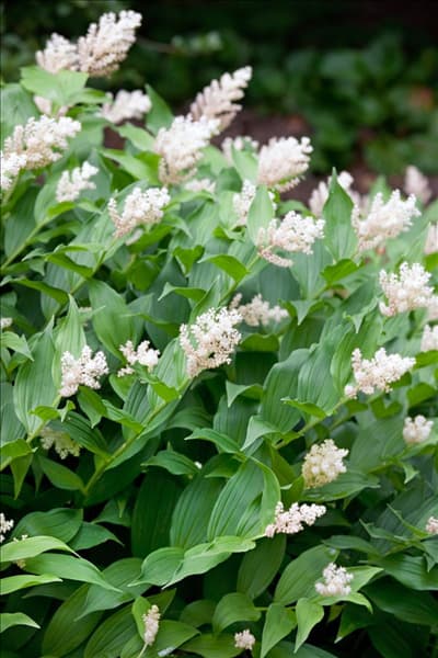 Convallaria racemosa