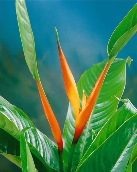 HELICONIA DENSIFLORA FIRE FLASH / DETAIL