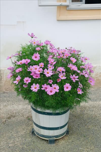 Cosmos bipinnatus im Topf