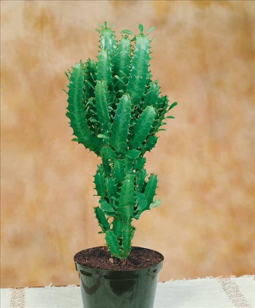 EUPHORBIA TRIGONA