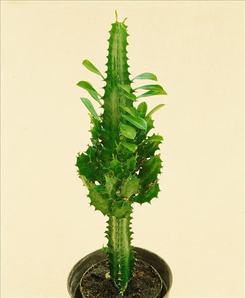 EUPHORBIA TRIGONA
