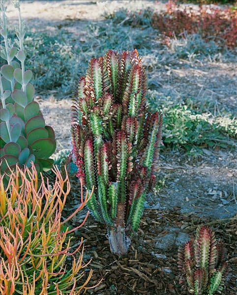 Euphorbia trigona Red