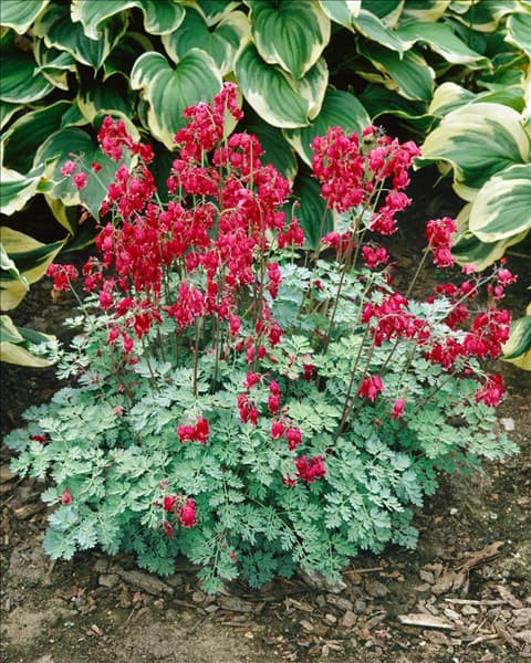 Dicentra Burning Hearts