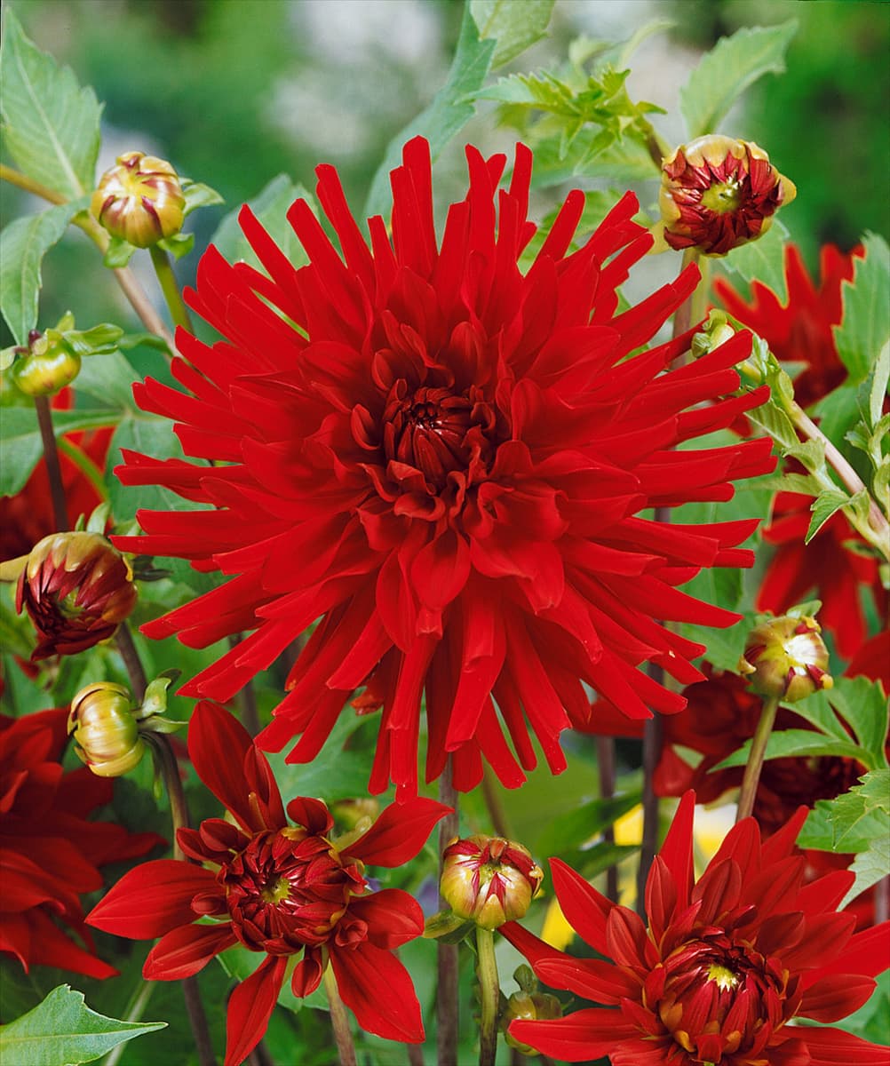 Dahlia Cactus Burning Love