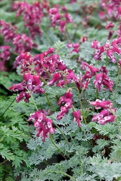 Dicentra Burning Hearts