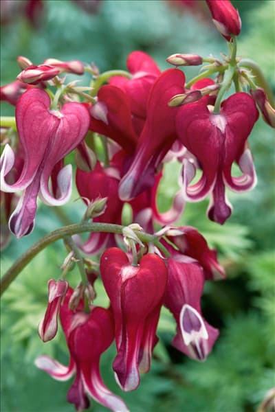 Dicentra Burning Hearts