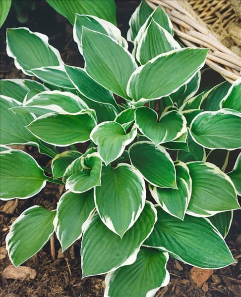 HOSTA FRANCEE