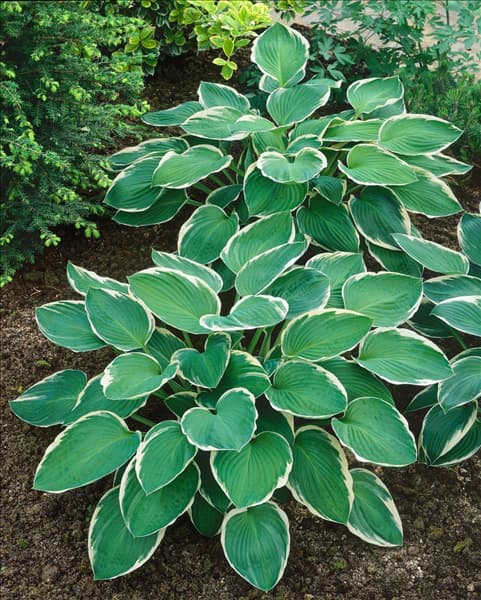 HOSTA FRANCEE