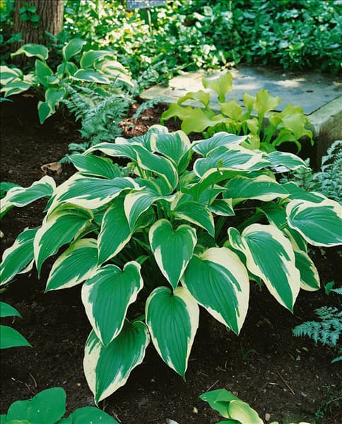 HOSTA FRANCEE