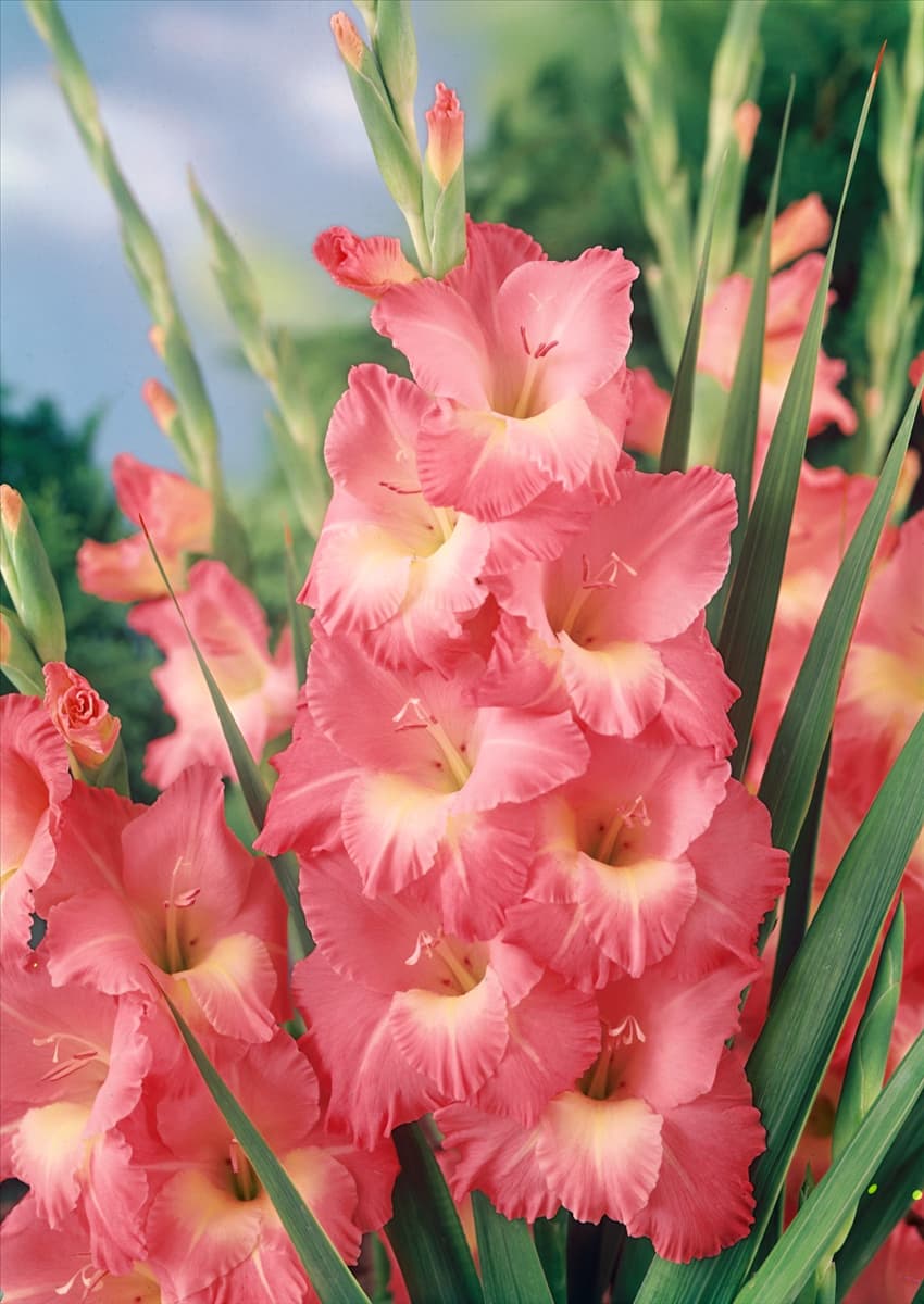 Gladiolus Albert Schweitzer