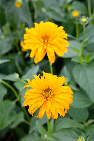Heliopsis helianthoides Spitzentänzerin