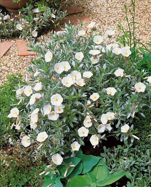 Convolvulus cneorum