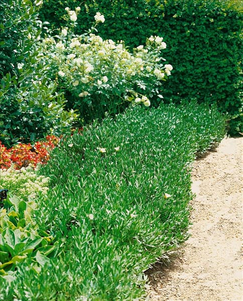 Convolvulus cneorum Silver Bush