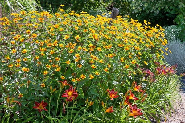 Heliopsis helianthoides Summer Nights