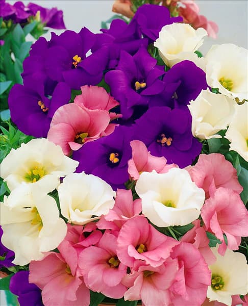 Eustoma grandiflorum