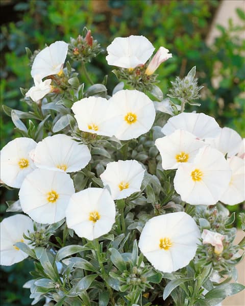CONVOLVULUS CNEORUM