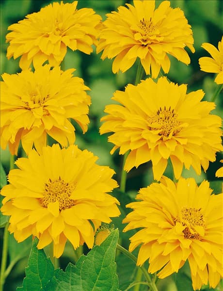 Heliopsis helianthoides var. scabra Double