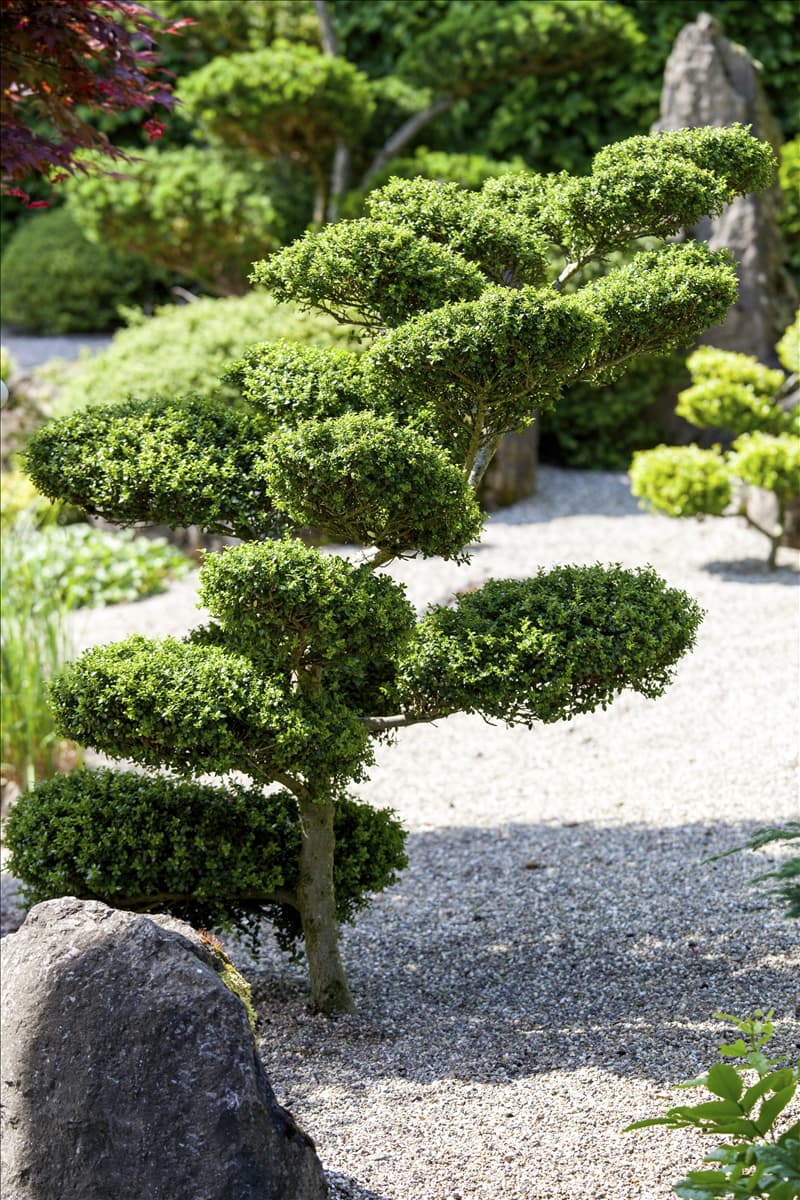 Buxus microphylla