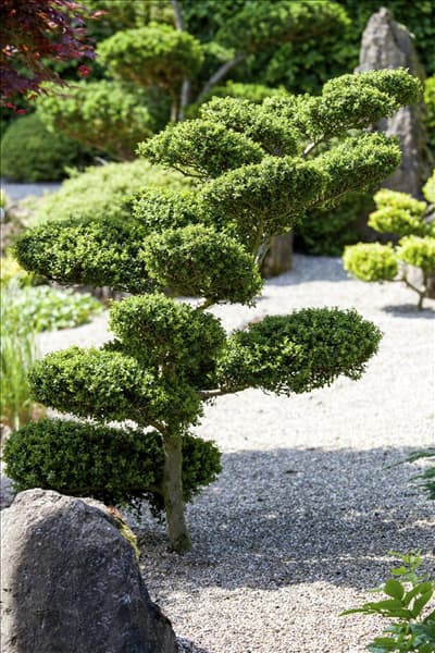 Buxus microphylla
