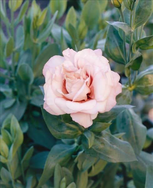 Eustoma grandiflorum Matador Rose Pink